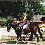 Trakehner Laguna