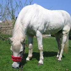 Anden særlig race Lotte *Død*