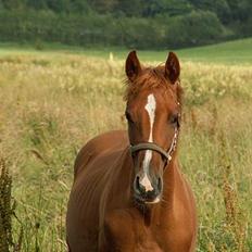 Anden særlig race royal Deluxe