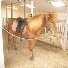 Islænder Mosa (Solgt)