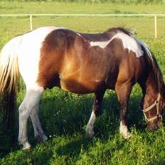Anden særlig race Paw *død 28/7-09*