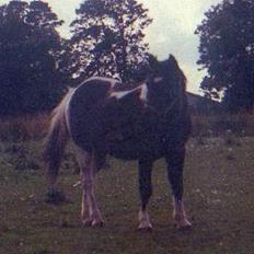 Anden særlig race Paw *død 28/7-09*