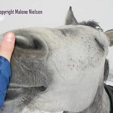 Holstener Waltzing Mathilda (Smill)