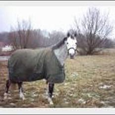 Holstener Waltzing Mathilda (Smill)