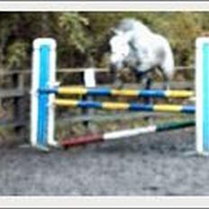 Holstener Waltzing Mathilda (Smill)