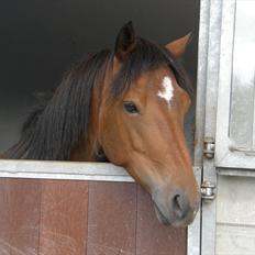 Connemara Bredemadgaards Astaldo
