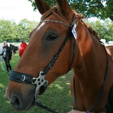 Anden særlig race Pilgrim R.I.P