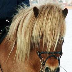 Islænder Rauður fra Kransmose