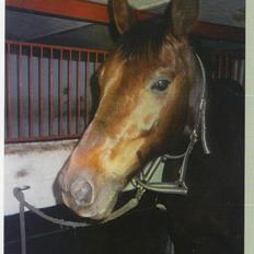 Anden særlig race Obelix