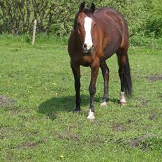 Anden særlig race Flika Solgt.