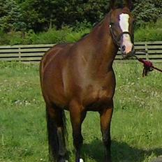 Anden særlig race Flika Solgt.