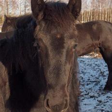 Frieser Mazandra von Ingermarien