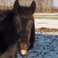 Frieser Mazandra von Ingermarien