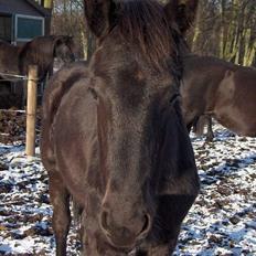 Frieser Mazandra von Ingermarien