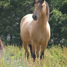 Connemara BREDEMADGÅRDS AICHA