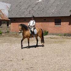 Connemara BREDEMADGÅRDS AICHA