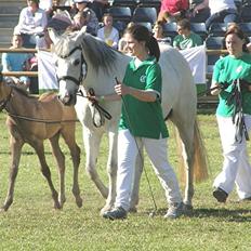 Connemara BREDEMADGÅRDS CILLA