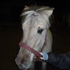 Anden særlig race Shiva