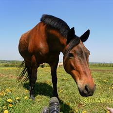 New Forest Valsgaards Kalle 