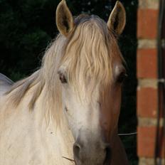 Connemara BAKKEDALS PRIMADONNA
