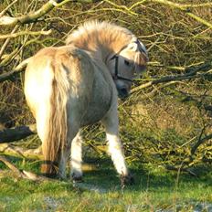 Fjordhest Bellámi (smuk ven)