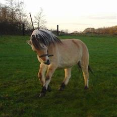 Fjordhest Bellámi (smuk ven)