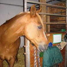 Welsh Pony (sec B) Martinique