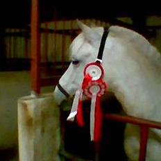 Anden særlig race Dunja