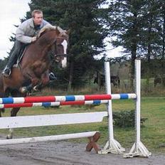 Hollandsk Varmblod Unexpected