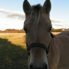 Fjordhest Freja (død)