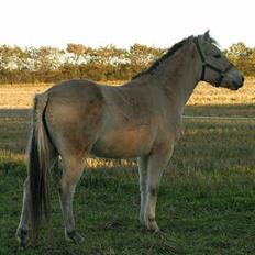 Fjordhest Freja (død)