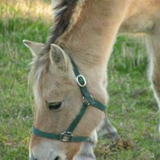 Fjordhest Freja (død)