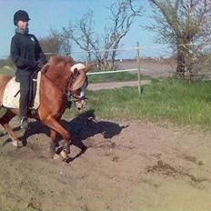 New Forest Casanova (SOLGT)