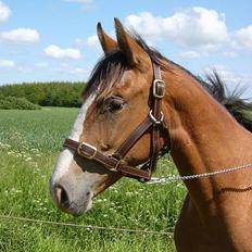 Knabstrupper Sanders Babe