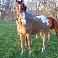 Knabstrupper Sanders Babe