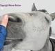 Holstener Waltzing Mathilda (Smill)