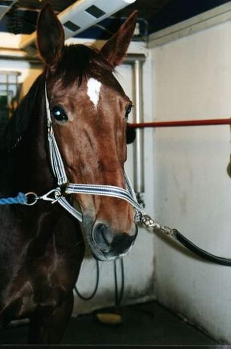 Traver Unique Møn *DØD 2/9-2008* billede 1