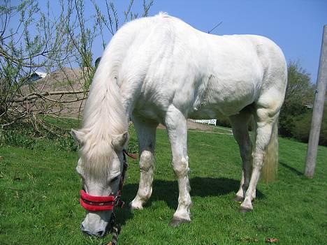 Anden særlig race Lotte *Død* - Lotte i børnehave til torvedag  billede 1
