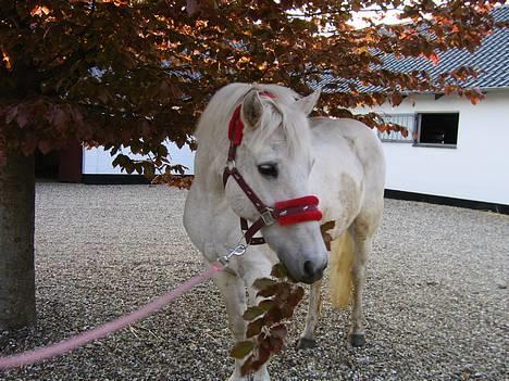 Anden særlig race Lotte *Død* - Ser hun ikke fræk ud lige her var billede 2
