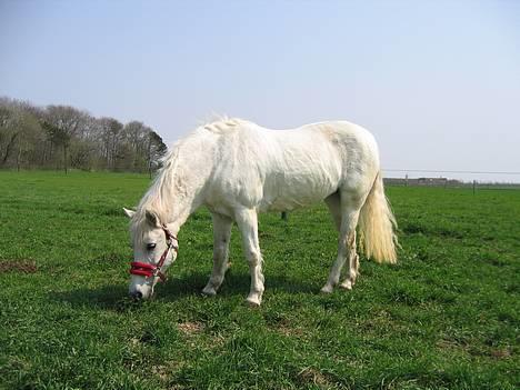 Anden særlig race Lotte *Død* - lotte på folden billede 5