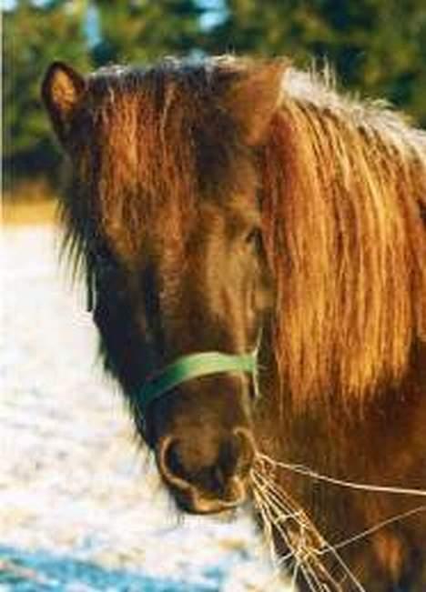 Islænder Hrafntinna fra Hejelte - Rappe står og spiser på folden billede 1