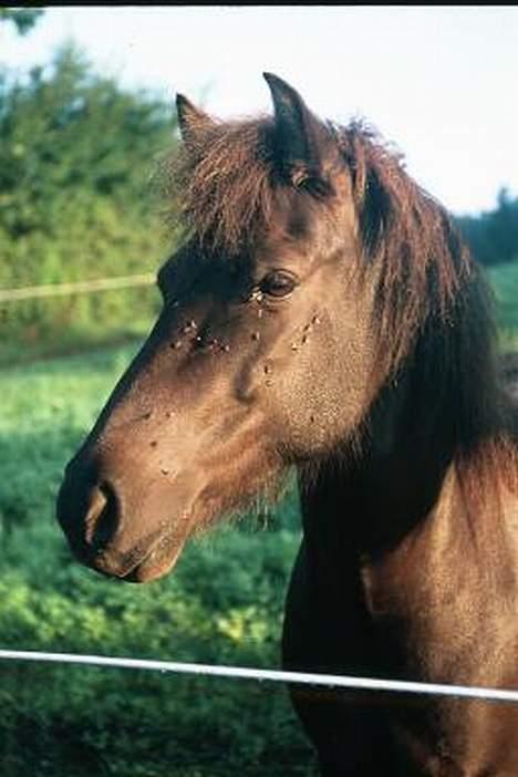 Islænder Hrafntinna fra Hejelte - rappen på folden billede 2