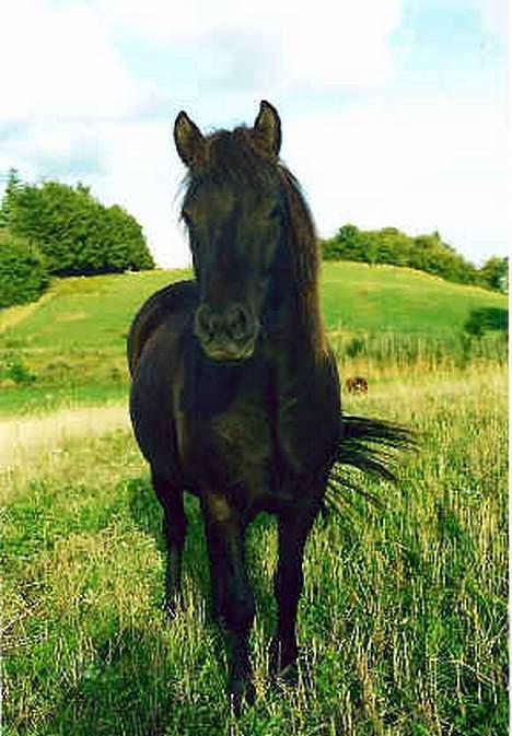 Islænder Hrafntinna fra Hejelte - sød ikk...? billede 3