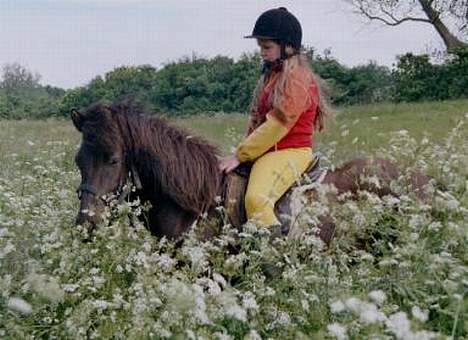 Islænder Hrafntinna fra Hejelte - Mig og Rap i en kørvelmark billede 5