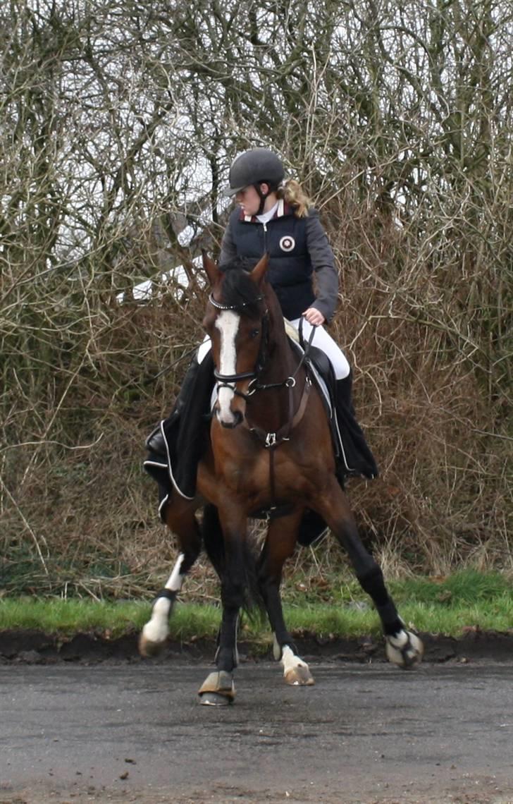 Dansk Varmblod Casper *byttet væk* - NYT- Casper som spadser lidt ud på vejen til stævne 29-12-08 billede 7