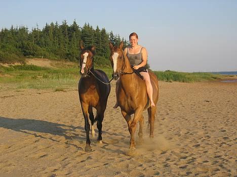 Dansk Varmblod Casper *byttet væk* - her tar vi lige en lille trav på stranden rigtig hygge:D billede 9
