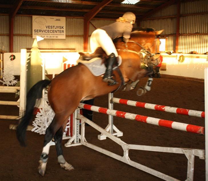 Dansk Varmblod Casper *byttet væk* - NYT- Casper spring 29-12-08 billede 10