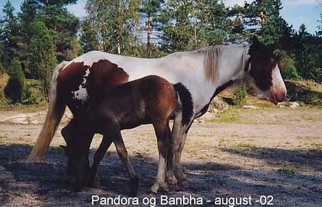 Tinker Banbha - Banbha 1 måned gammel og mamman pandora.. billede 4