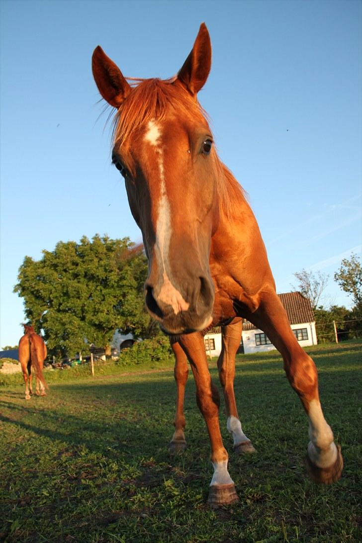 Anden særlig race royal Deluxe - 6 år billede 2