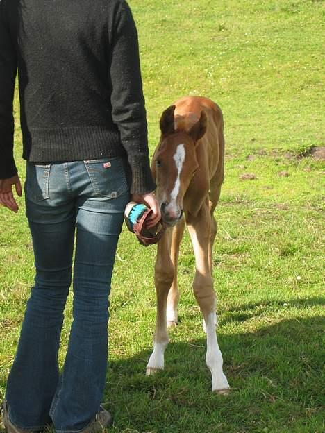 Anden særlig race royal Deluxe - Som 2 dage gammel billede 5